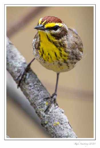 Palm warbler 1.jpg